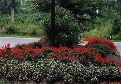 flowers,12,700 bytes