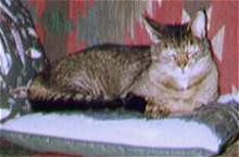 grey tabby, 12600 bytes