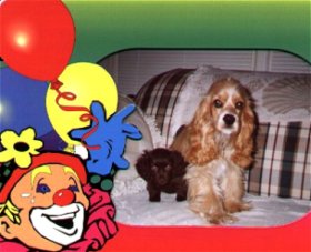 cocker spaniel, 22,700 bytes