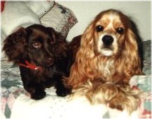 cocker spaniel, 11,865 bytes