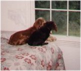 cocker spaniel,6607 bytes