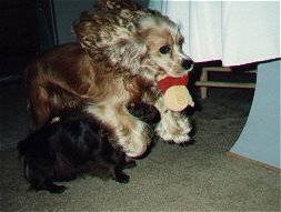 cocker spaniel, 14100 bytes