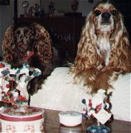 cocker spaniel,10,700 bytes