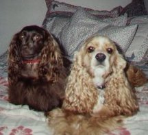 cocker spaniel, 16,700 bytes