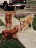 doggy friends,8600 bytes