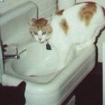 cocker spaniel, 14100 bytes