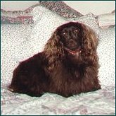dachshund spaniel, 7,900 bytes